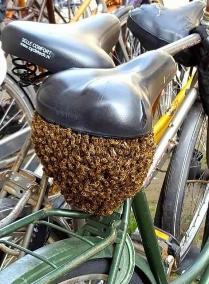 동네에서 가장 최악의 시트