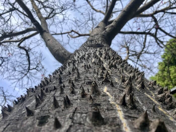 방어를 위한 스파이크를 가진 나무