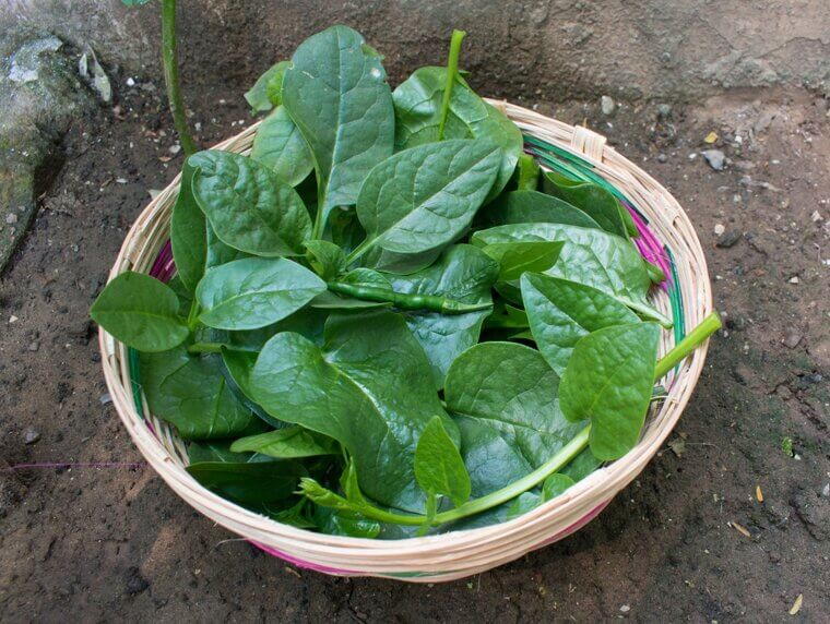 Green Leafy Vegetables