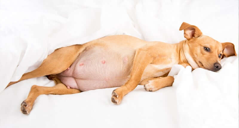 Things You Should Know When It Comes To Caring For A Pregnant Dog