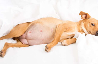 Things You Should Know When It Comes To Caring For A Pregnant Dog