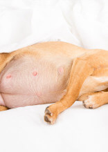 Things You Should Know When It Comes To Caring For A Pregnant Dog