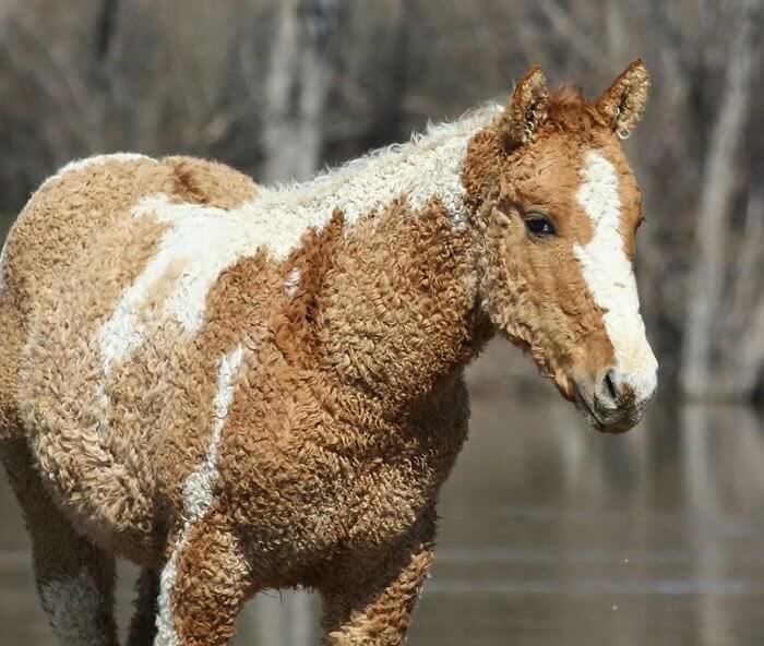 No, This Horse Didn't Get a Perm
