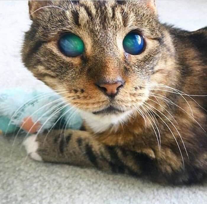 The Bluest Eye