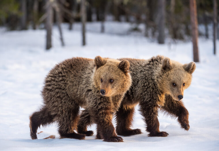 Animal And Plant Range Shifts Could Point To Climate Change