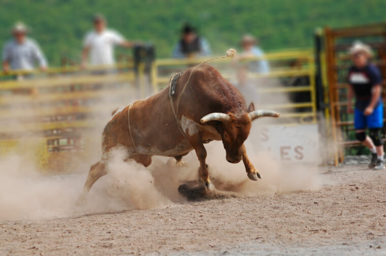 A Bull Is About To Charge If It Shows You These Signs
