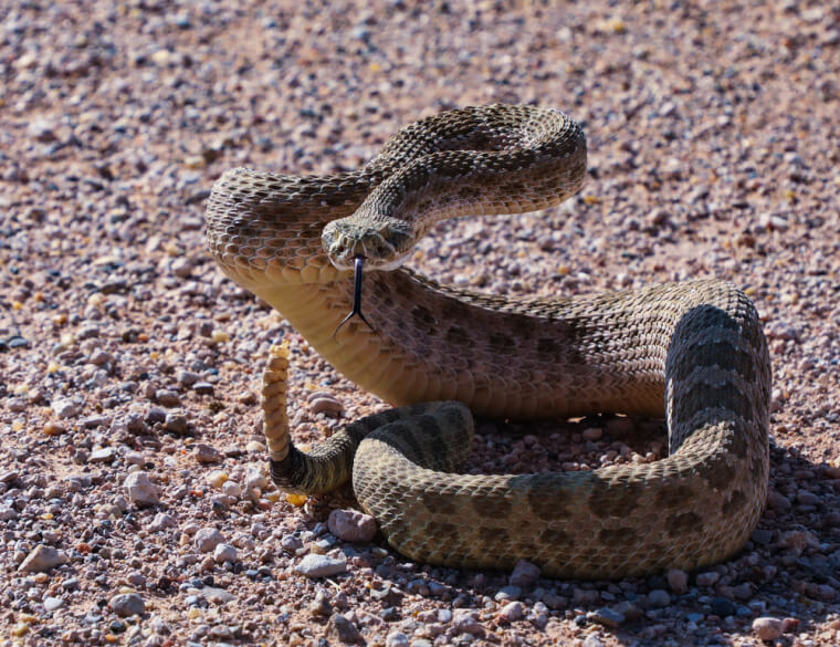 When Rattlesnakes Get Angry They Sometimes Alert You