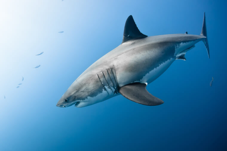 When Sharks Swim To Deeper Waters, They Could Be Escaping From A Hurricane