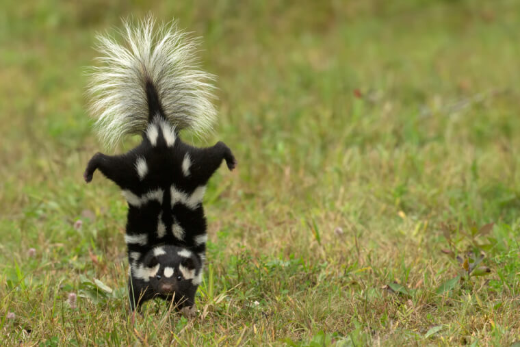 Move Out Of The Spray Zone As Soon A Skunk Raises Its Tail Or Stamps Its Feet