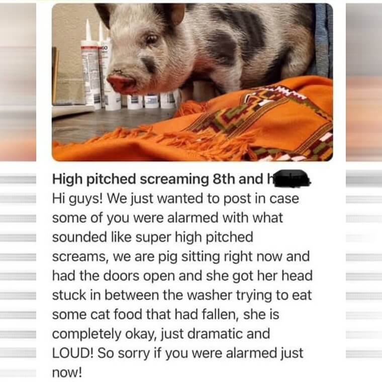 When the High Pitched Scream Was Just a Pig