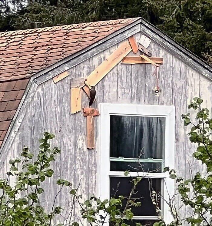 Woodpecker Versus Neighbor