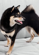 How To Stop Your Dog From Jumping On The Furniture