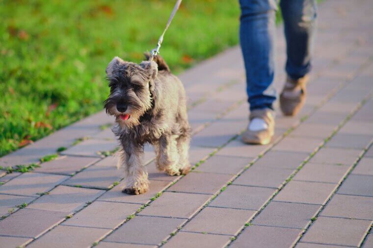 Miniature Schnauzer