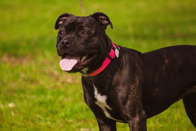 Staffordshire Bull Terrier