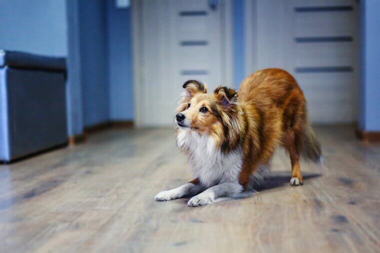 Shetland Sheepdog