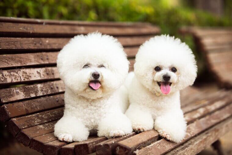 Bichon Frise