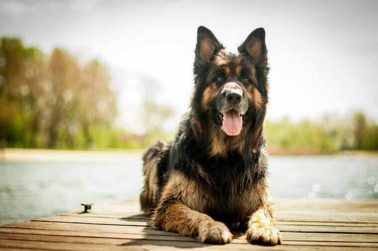German Shepherd