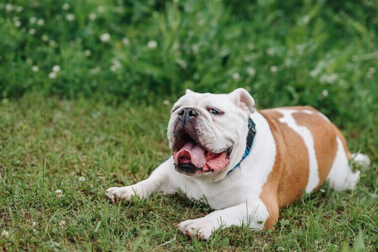 English Bulldog