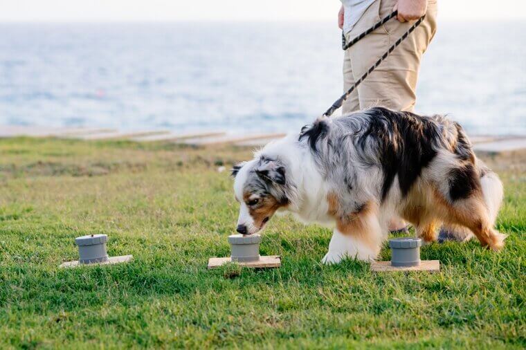 Australian Shepherd