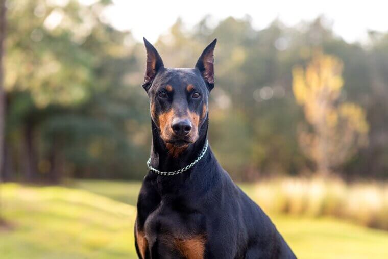 Doberman Pinscher