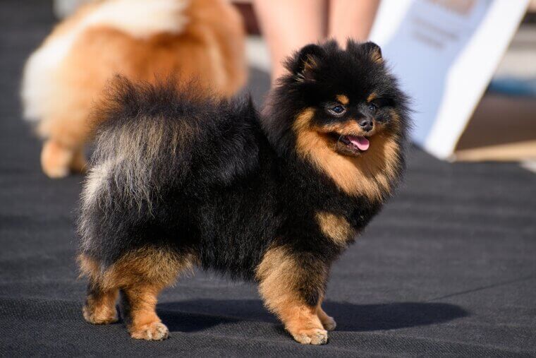 Pomeranian
