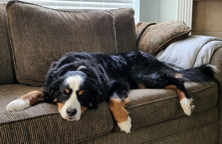 Bernese Mountain Dog