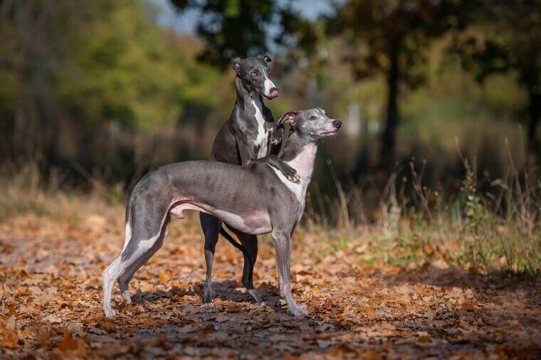 Whippet