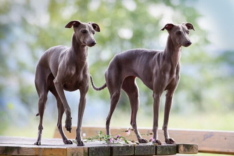 Italian Greyhound