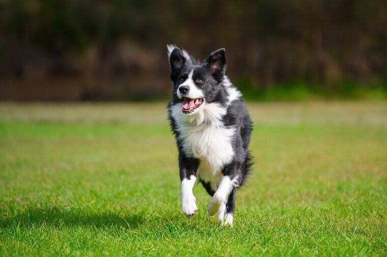 Border Collie