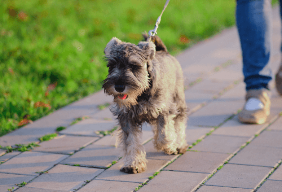 Dog Breeds That Struggle When Left Alone for Too Long