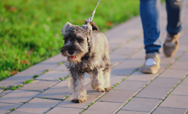 Dog Breeds That Struggle When Left Alone for Too Long