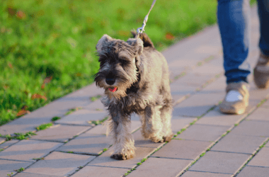 Dog Breeds That Struggle When Left Alone for Too Long