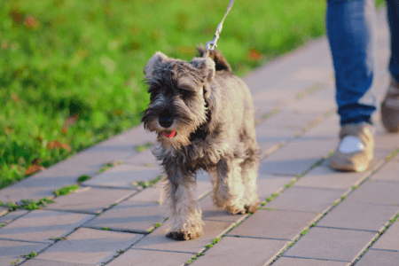 Dog Breeds That Struggle When Left Alone for Too Long