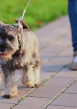 Dog Breeds That Struggle When Left Alone for Too Long