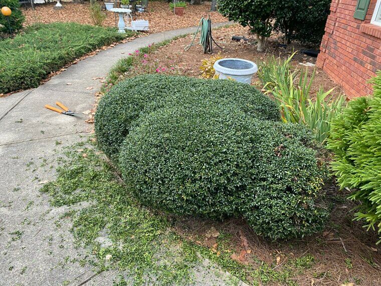 Trim Those Bushes