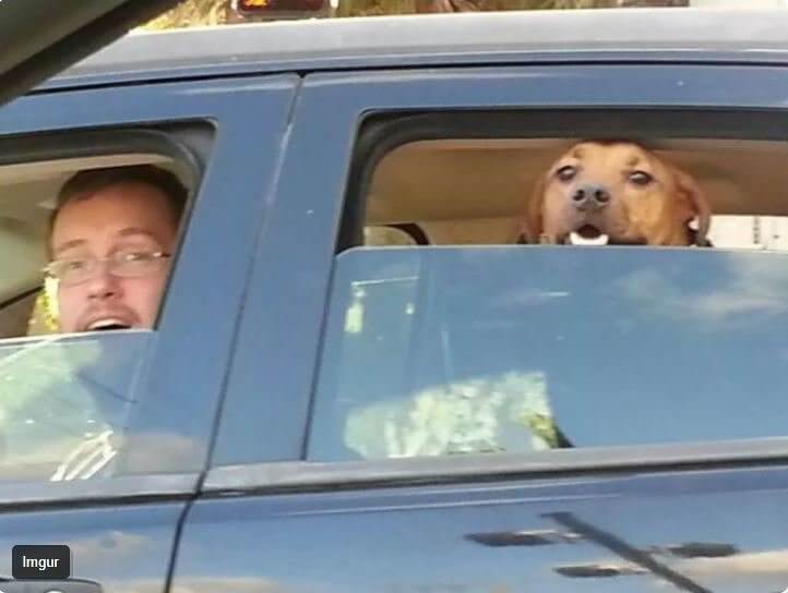 Quand ils sont tous les deux si heureux de te voir