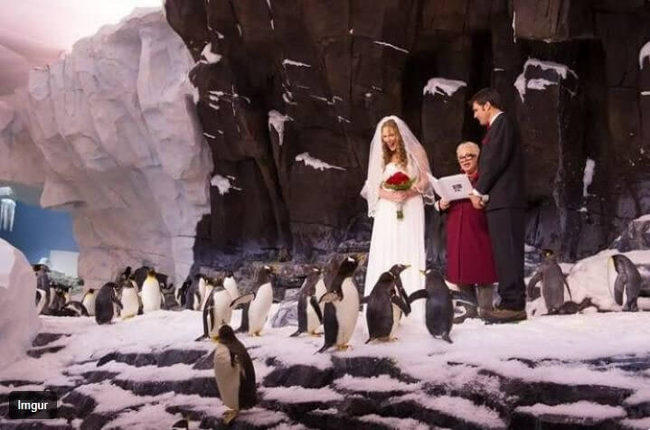 Les cloches de mariage résonnent au zoo