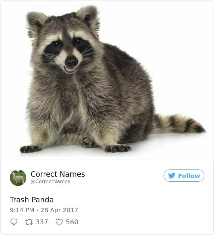 Trash Panda