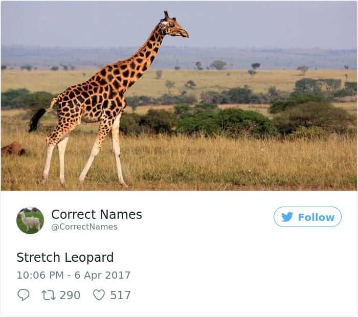 Stretch Leopard