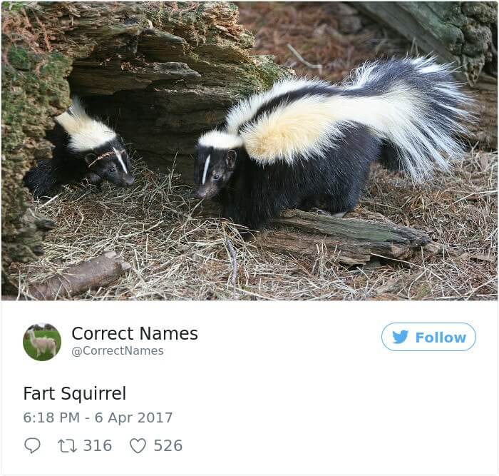 Fart Squirrel