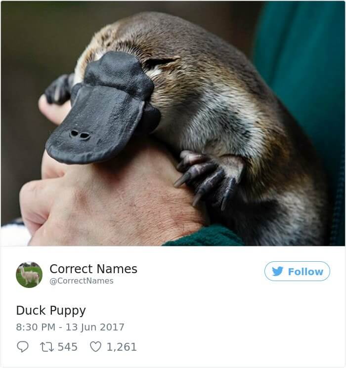 Duck Puppy