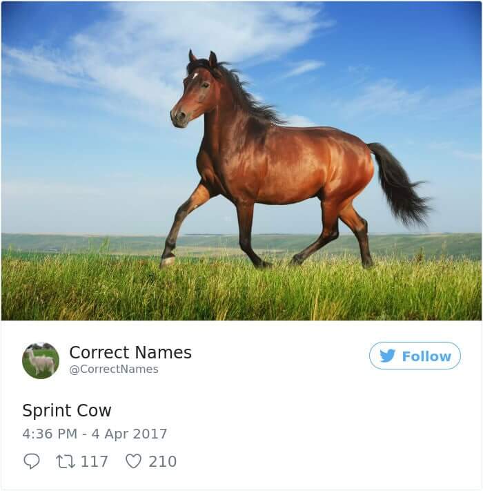 Spirit Cow