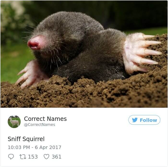 Sniff Squirrel
