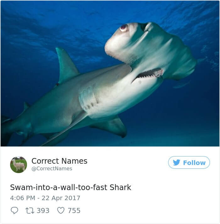Swam-into-a-wall-too-fast Shark