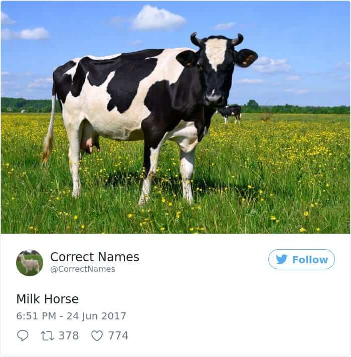 Milk Horse