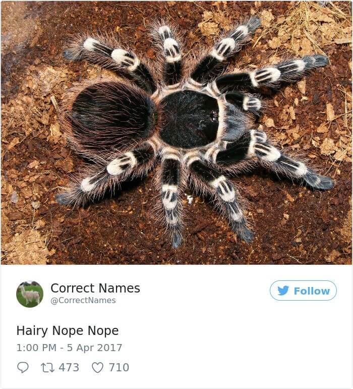 Hairy Nope Nope