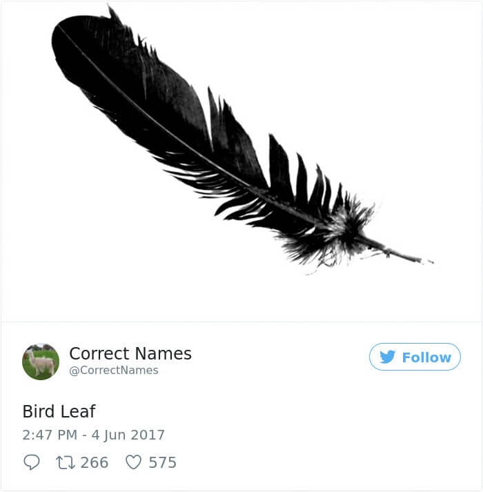 Bird Leaf