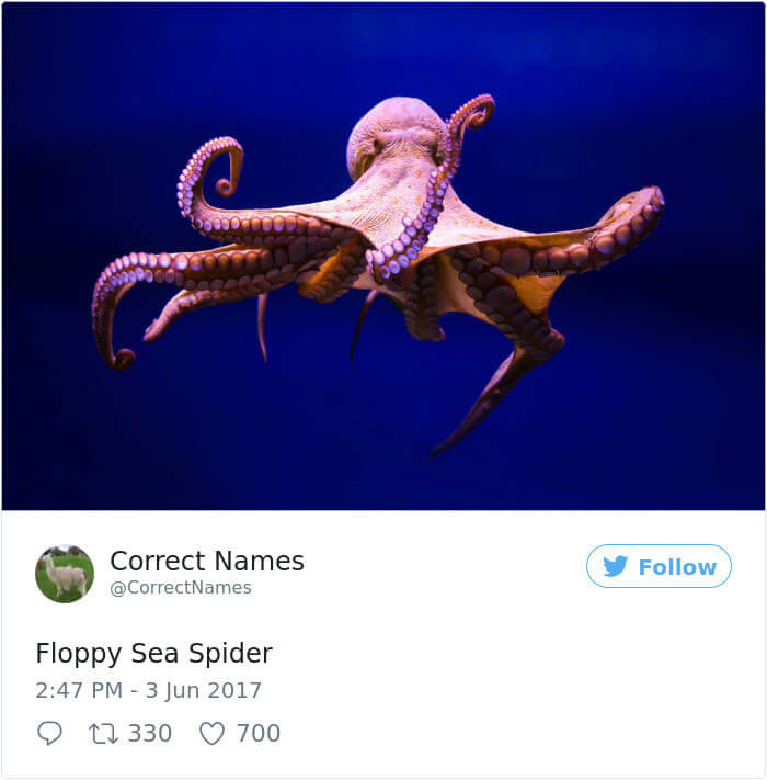 Floppy Sea Spider