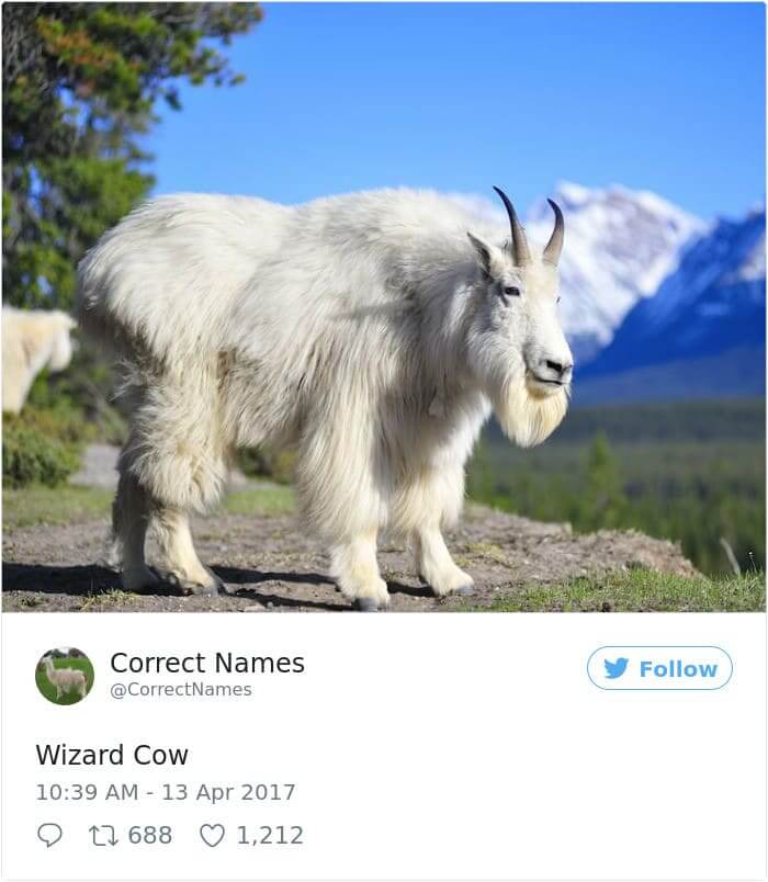 Wizard Cow
