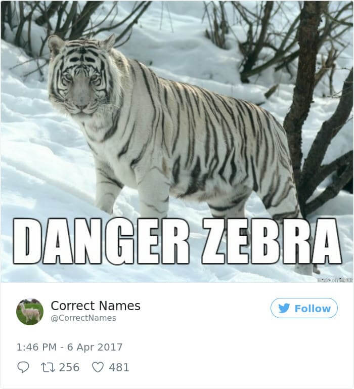 Danger Zebra